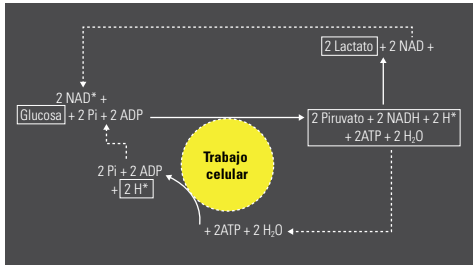 Figura 2. Degradación de la glucosa en la vía glucolítica para generar ATP y sostener el trabajo celular (contracción muscular). Datos de Robergs et al. (2004).